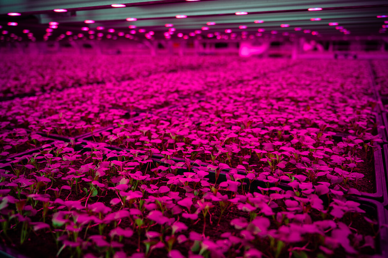 Good Leaf Farms Vertical Farming